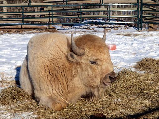 White Bison-whitebuffalo2.jpg