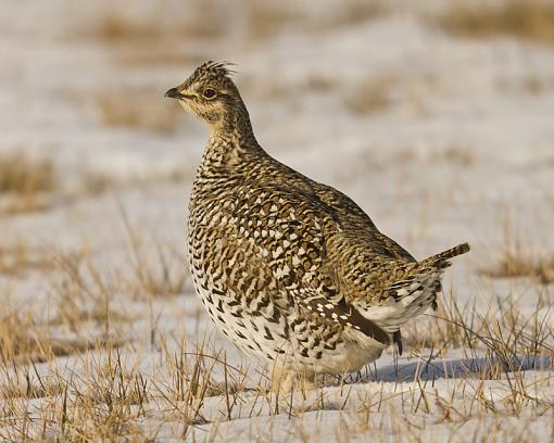 Sharp-tailed Grouse-20101223_sharptailgrouse_021-sm.jpg