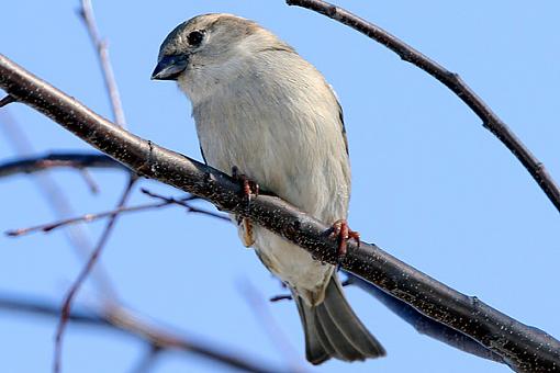 Backyard Birds-3web.jpg