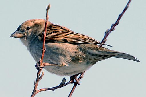 Backyard Birds-2web.jpg