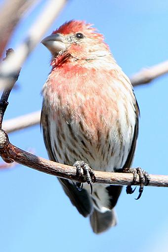 Backyard Birds-1web.jpg