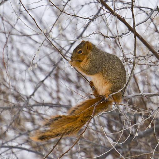 Hanging Out-20110228_squirrel_6835-sm.jpg