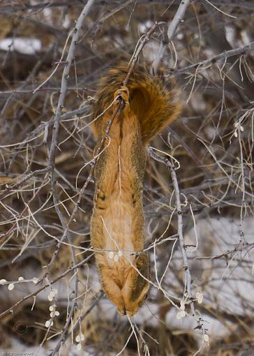 Hanging Out-20110228_squirrel_6850-sm.jpg