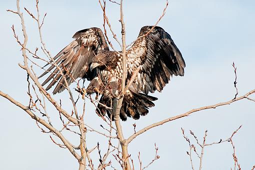 The eagle is landing-eagle-landing-3-_6343.jpg