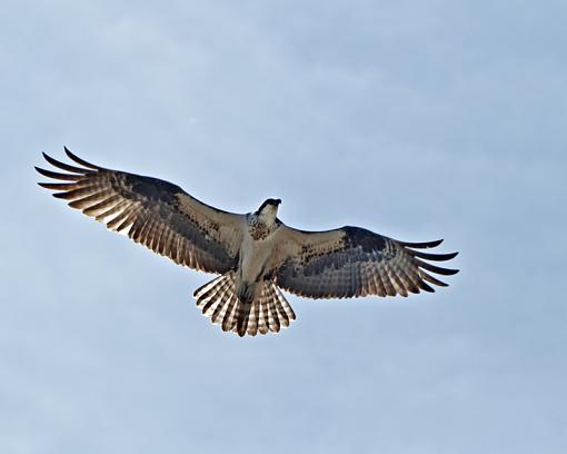 Osprey from today-_dsc3813.jpg