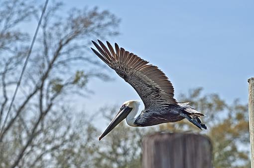 Pelican fly by-_dsc3801.jpg