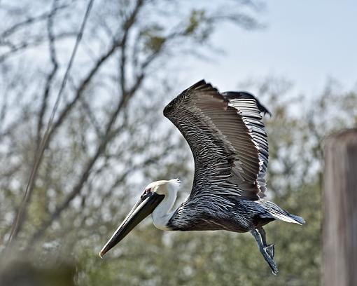 Pelican fly by-_dsc3802.jpg