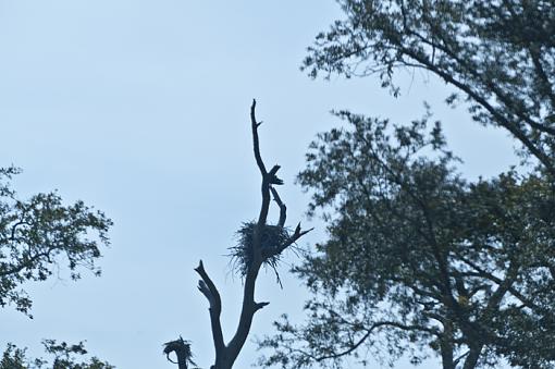 Osprey from today-_dsc3809.jpg