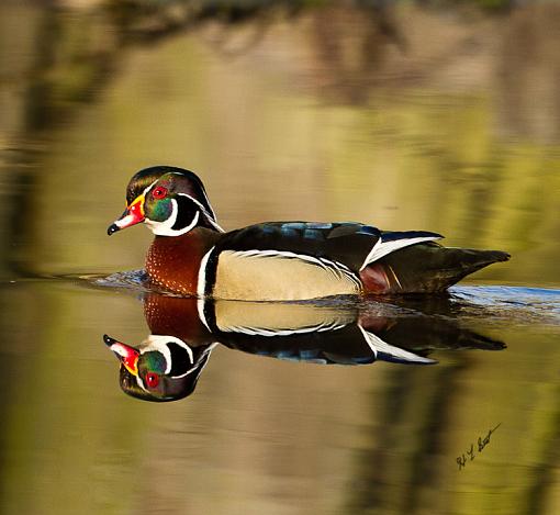 More Wood Ducks-wood-duck-iv-1-1-.jpg