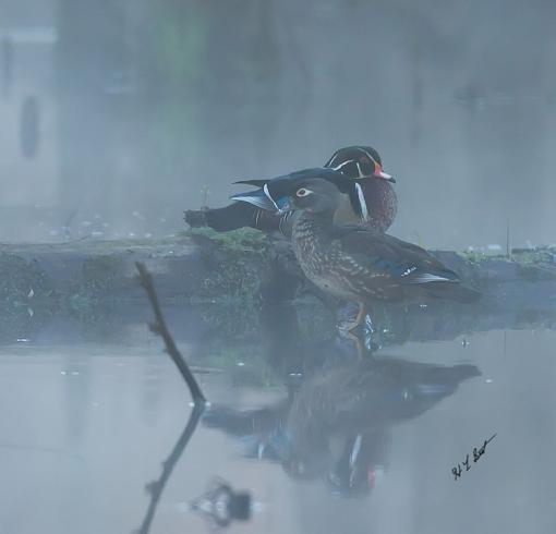 More Wood Ducks-wood-duck-v-1-1-.jpg