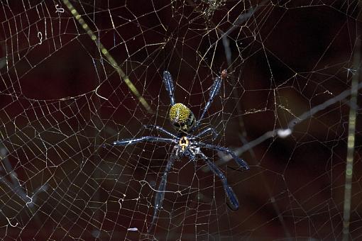 Cruising the Web-spider-_dsc7451r.jpg