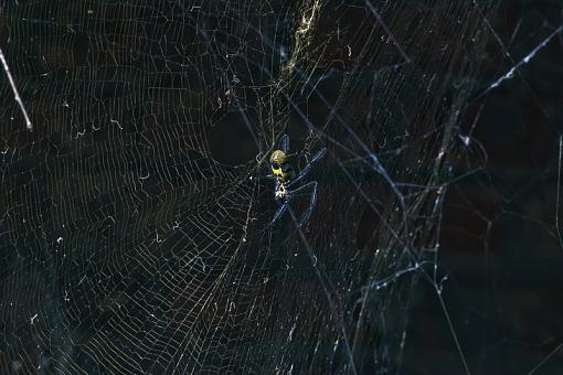 Cruising the Web-spider-_dsc7459r.jpg