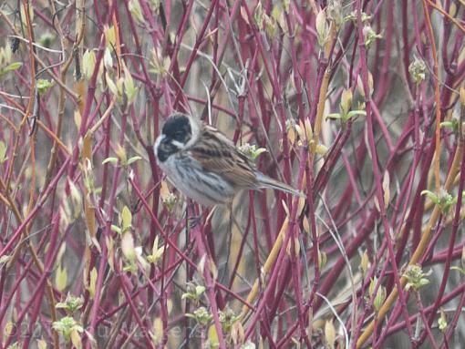 Reed Bunting?-_1070141.jpg