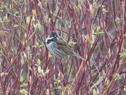 Reed Bunting?-_1070142.jpg