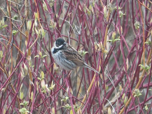 Reed Bunting?-_1070143.jpg