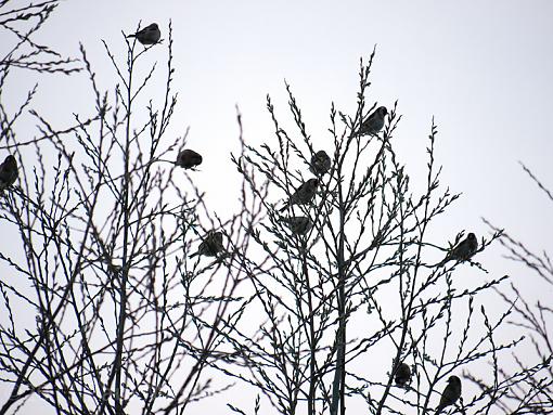 Goldfinch roost-_1070182.jpg