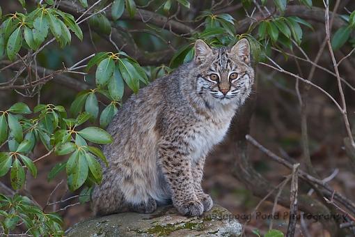 The Elusive New England Bobcat-img_2427.jpg