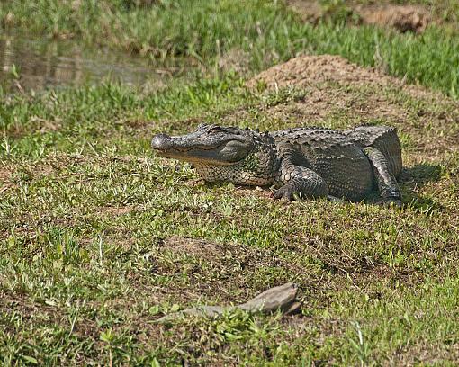 Few gators from this morning-_dsc4412_2.jpg