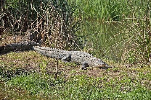 Few gators from this morning-_dsc4443_2.jpg