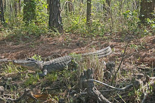 Few gators from this morning-_dsc4487_2.jpg