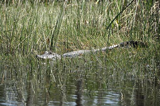 Few gators from this morning-_dsc4493_2.jpg