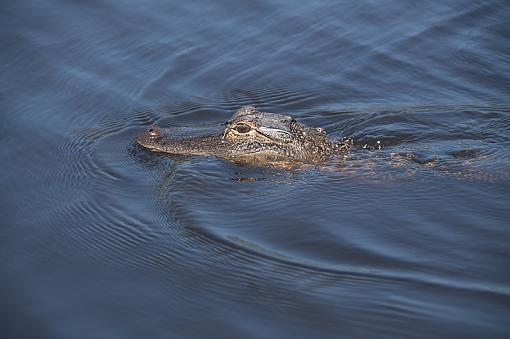 Few gators from this morning-_dsc4542_2.jpg