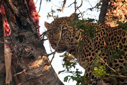 Leopard at Kill-lprd-java-11-_dsc6543r.jpg