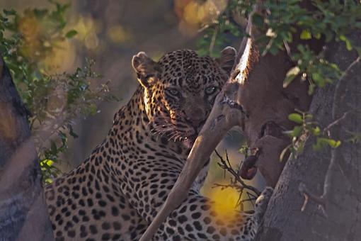Leopard at Kill-lprd-java-11-_dsc6786r.jpg
