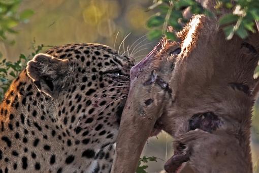 Leopard at Kill-lprd-java-11-_dsc6797r.jpg
