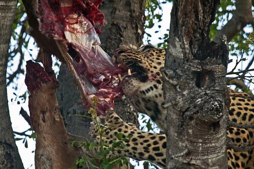 Leopard at Kill-lprd-java-11-_dsc6974r.jpg