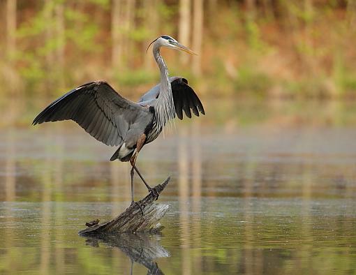 I went after an Anhinga...-img_0518.jpg