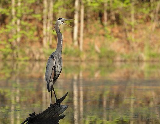 I went after an Anhinga...-img_0537.jpg