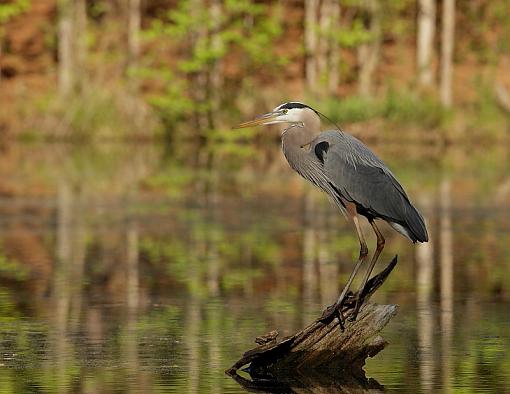 I went after an Anhinga...-img_0565.jpg