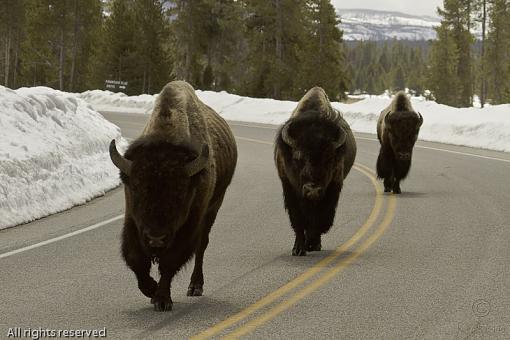 Yellowstone Traffic Jam-20110416_ynpbison_7972-edit.jpg