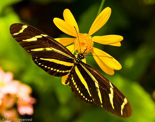 Zebra Longwing-20110414_azzebralongwing_7902wm.jpg