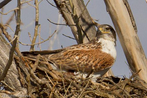 WINTER 2011 Bird ID-20110421_hawk_chester_8246-2.jpg