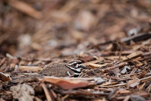 Somewhere in there-killdeer-rain-0877-rev.jpg