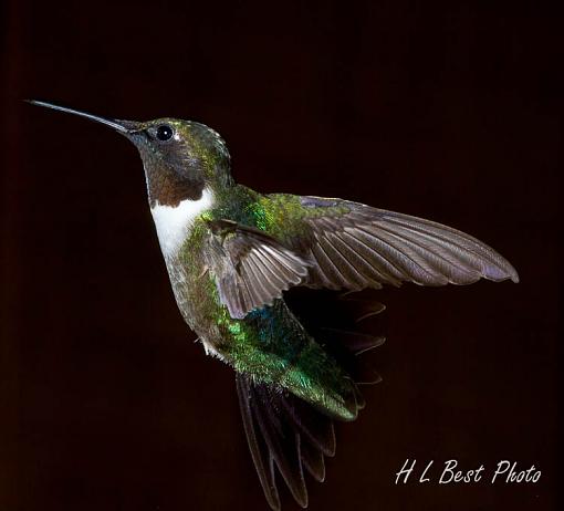 Getting tail into it-hummingbird-tail-spread-1-1-.jpg