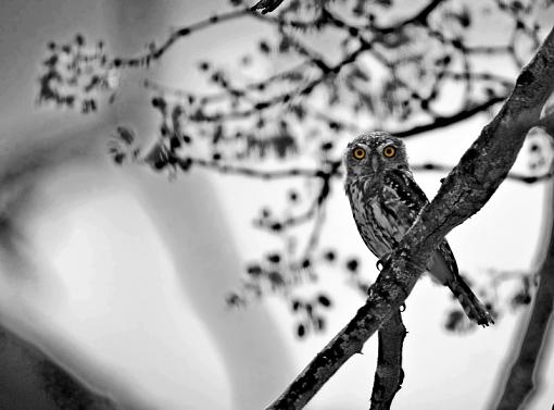 Pearl Spotted Owl-prl-spttd-owl-java-11-_dsc8708bw2r.jpg