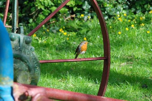 Misc birds of Ireland... image heavy-dsc_0196-1.jpg