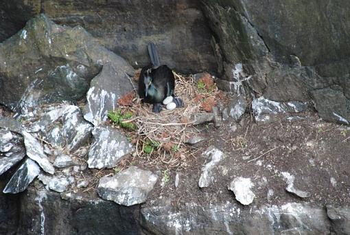 Misc birds of Ireland... image heavy-dsc_0213-1.jpg