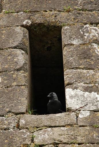 Misc birds of Ireland... image heavy-dsc_0431-1.jpg