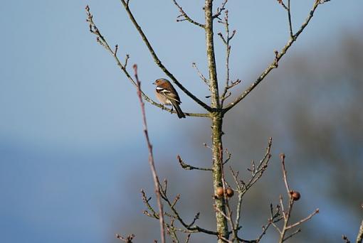 Misc birds of Ireland... image heavy-dsc_0597-1.jpg