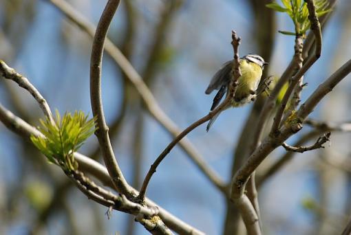 Misc birds of Ireland... image heavy-dsc_0961-1.jpg