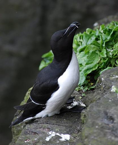 Razorbill (Ireland)-dsc_0236-1.jpg