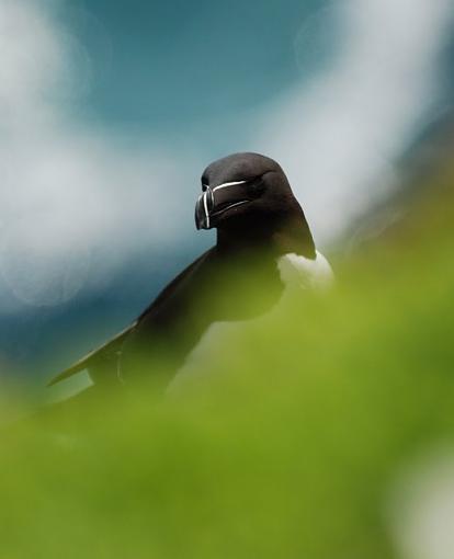 Razorbill (Ireland)-dsc_0138-1.jpg