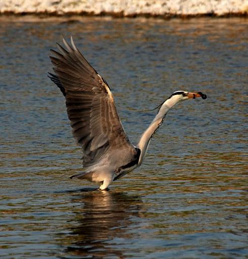 Grey Heron (Ireland)-dsc_0826.jpg