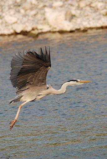 Grey Heron (Ireland)-dsc_0861.jpg