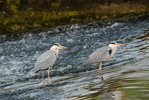 Grey Heron (Ireland)-dsc_0912.jpg