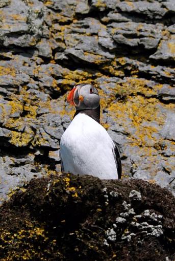 Puffins (Ireland)-dsc_0147.jpg